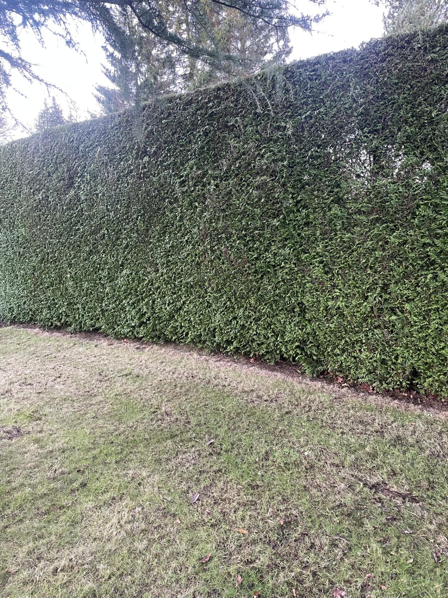 Hedge Maintenance